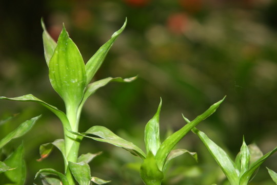 鮮花花卉 高格
