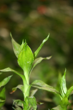 鮮花花卉 高格