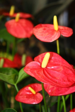 鮮花花卉 高格