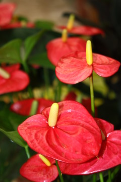 鮮花花卉 高格