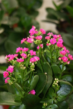 鮮花花卉 高格