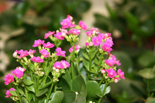 花卉設(shè)計(jì)素材 高格
