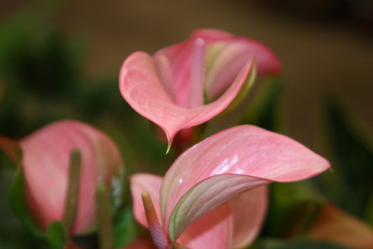 花卉設(shè)計(jì)素材 高格