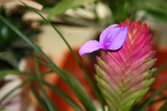 花卉之韻 高格