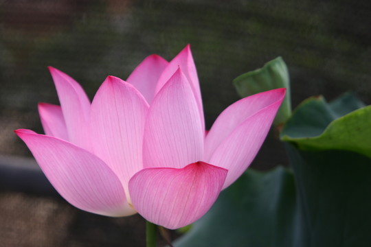 花卉之韻 高格