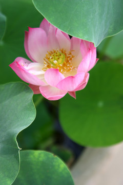 花卉之韻 高格