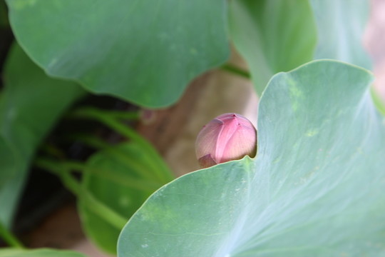 花卉之韻 高格