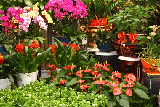 鮮花姿色 高格
