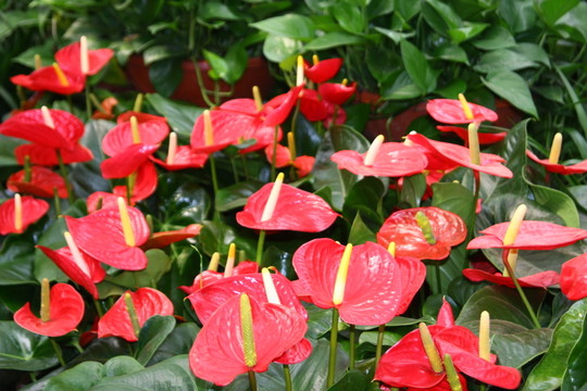鮮花火鶴花 高格