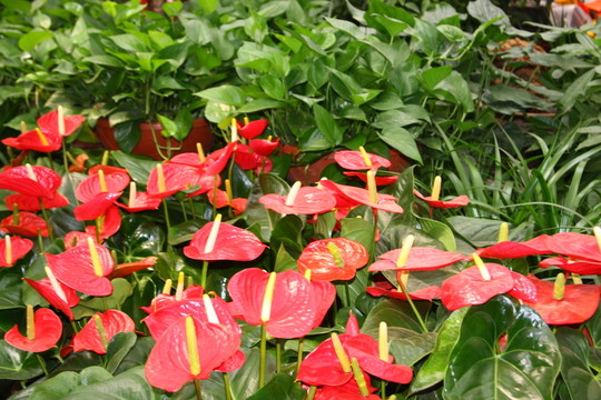 鮮花火鶴花 高格
