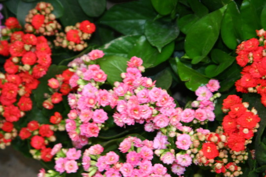 花卉長壽花 高格