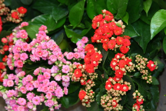 花卉長壽花 高格