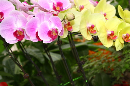 花卉蝴蝶蘭 高格
