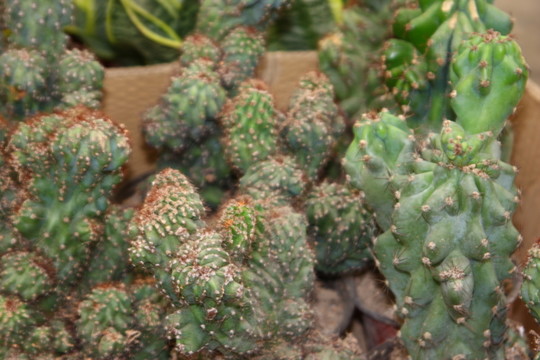 花卉姿色 高格