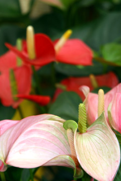 花卉火鶴花 高格