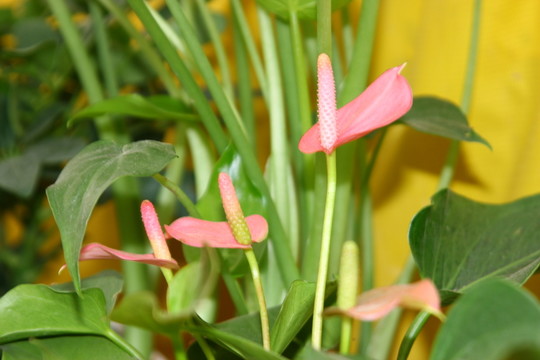 花卉火鶴花 高格