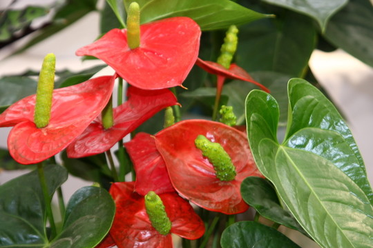 花之優(yōu)雅 高格