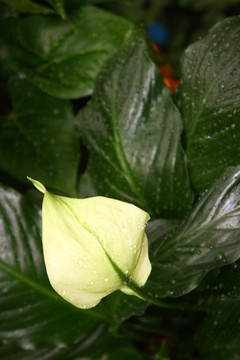 花之優(yōu)雅 高格