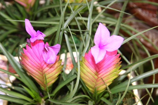 鮮花姿色 高格