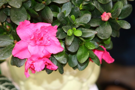 花卉姿色 高格