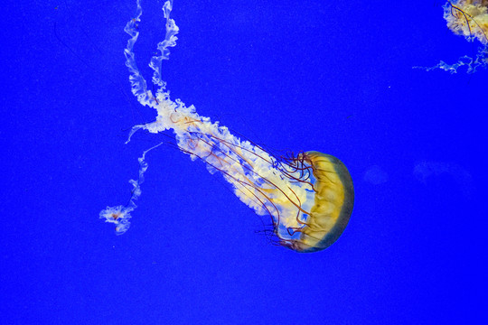 海蕁麻 夢幻水母