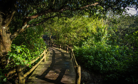 樹(shù)木風(fēng)景