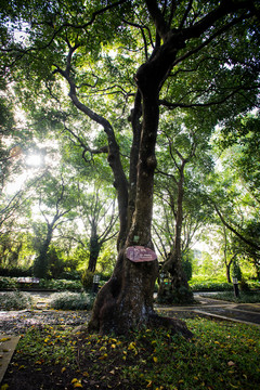 樹木風(fēng)景