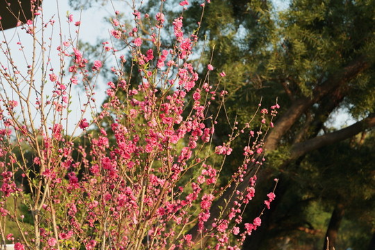 桃花