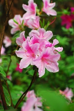 杜鵑花