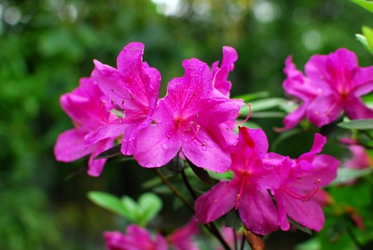 杜鵑花