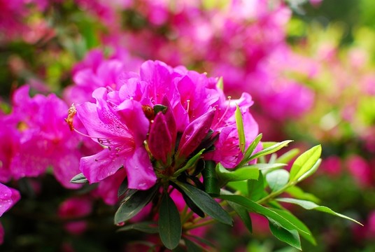 杜鵑花