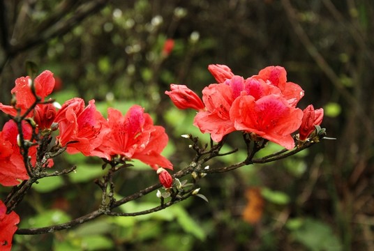 杜鵑花