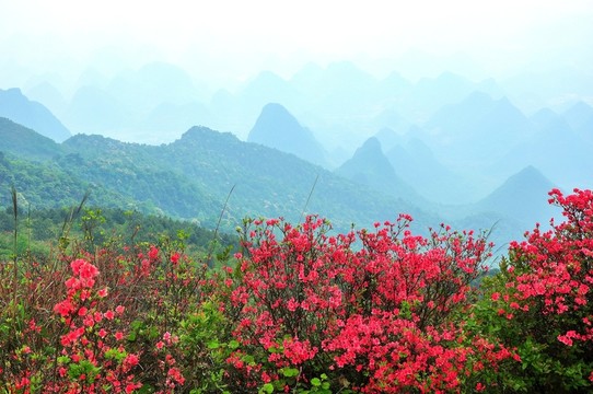 杜鵑花