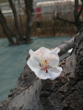 花兒