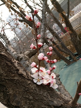 春季花兒