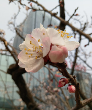 春季花兒