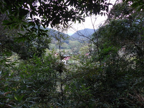 茂密的樹叢