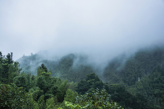 霧色山景