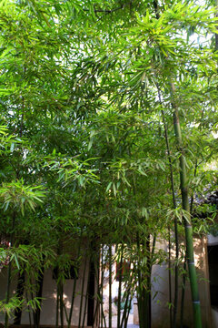 竹林 竹子 竹 植物 綠色