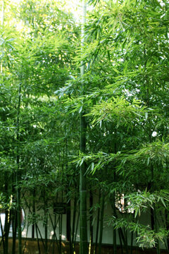 竹林