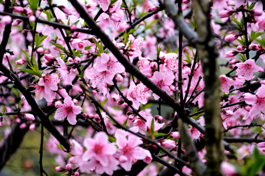桃花