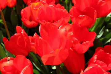 鮮花