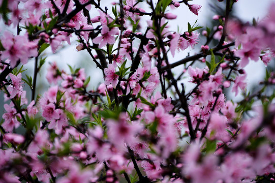 桃花