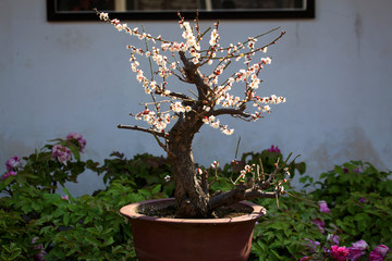 梅花 白梅 盆景 花卉