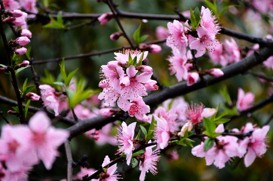 桃花