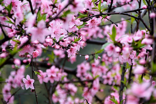 桃花