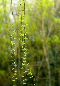 柳樹芽