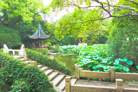 石橋 植物墻 園林小景