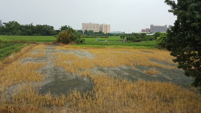 田園 風(fēng)光 景色 插圖