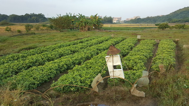 田園 風(fēng)光 景色 插圖